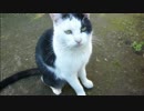 とある田舎の猫事情　～新生・首輪付き一家～