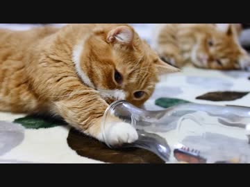 【マンチカンズ】猫さんたち花瓶と格闘