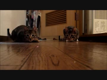 レーザーポインターが楽しい子猫達