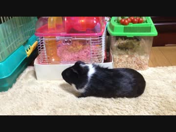 【モルモット】トマト泥棒【ちょび】