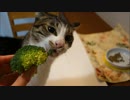 ブロッコリーが大好きな猫ミルキー　
