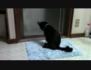 【生後213日】きょうの仔猫【蒼民家の猫々】
