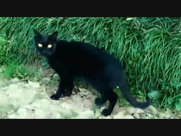 ガチだったらマジビビるわぁ心霊映像まとめ 31　レ無し29連発ハイライト