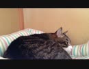 うちの猫の寝姿を撮影してみた（１１月１８日）