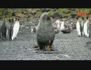 オットセイがペンギンを昏睡レイプする事案