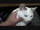 【生後214日】きょうの仔猫【蒼民家の猫々】