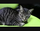 【生後214日】きょうの仔猫_B【蒼民家の猫々】
