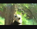 20141103 月亮産室 木登りの練習をしている星語（シンユゥ）は何度も転んだ。