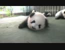 20141111 月亮産室 寝そべっている珍多（ジェンドゥ）はカメラを見つめている。カメラに触れようとする七喜（チーシー）。七巧（チーチャオ）は寝た。成就（チェンジュウ）は依然として大好きな隅っこにいる。