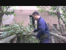 20141112 1号別荘 51はパンダケーキを食べた後、手を舐めている。飼育員さんが新鮮な竹を持って来た。