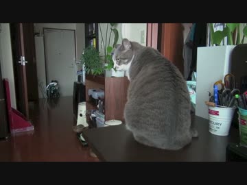 【モアクリ】 揺れるネコ達