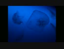 Deep-sea jellyfish
