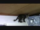 【生後215日】きょうの仔猫【蒼民家の猫々】