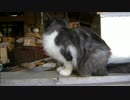 とある田舎の猫事情　～みー太君、自爆する～