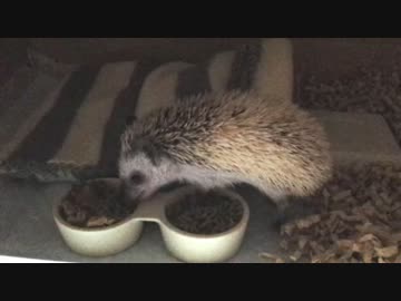 ハリネズミに冬用の寝床をプレゼントしてみた