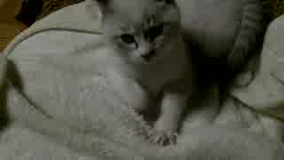 「実家の車庫で保護した子猫  寂しさを紛らすシロ