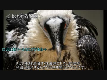 ゆっくり動物雑学「骨髄が主食の…」