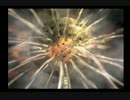 弟切草朗読実況プレイpart04
