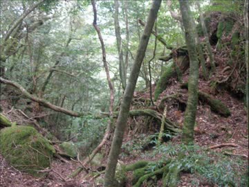 ２泊３日の屋久島旅行 ～ ３日目