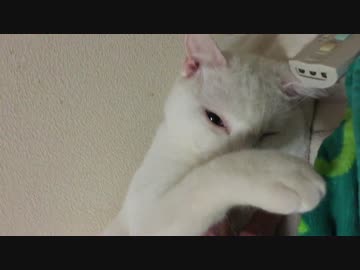 【宇宙猫】保護猫、迸るリビドーをジャンプ連発で解消する