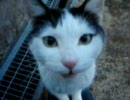 ノラ猫ニャンさん