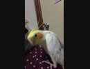【イヤホン推奨】オカメインコがスローで歯磨きしてみたよ
