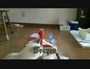 実家の車庫で保護した子猫 くるくるトンボで遊んでみた