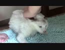 【生後217日】きょうの仔猫_扶桑の入浴【蒼民家の猫々】