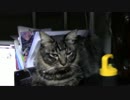 【生後217日】きょうの仔猫_B【蒼民家の猫々】