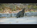 三本足の猫が歩いていく