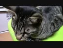 【生後218日】きょうの仔猫【蒼民家の猫々】