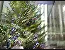 141123_143539.3gp