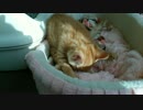 【拾い猫】Ｚｚｚ･･･！？乳揉みするよ！