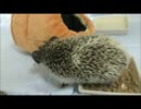 【ハリネズミと僕】新居【8日目】-2