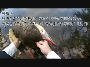 カモ猟番外編2　新米猟師ハンターライフ【散弾銃】