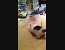 レーザーポインターの光に夢中になってる猫がトラップに引っかかる
