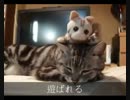 【レオ★ララ】 猫あるあるpart2
