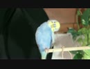 チュン太の日常