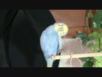 チュン太の日常