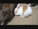 うさぎ島に行ってきまんた