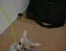 禿猫ジョニィと黒猫ジョウタロウの大して不思議でもない動画