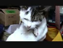 【生後219日】きょうの仔猫【蒼民家の猫々】