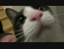 2日ぶりに2秒でにゃんこ♪