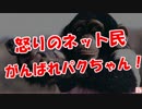 【怒りのネット民】 がんばれパクちゃん！