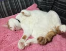 【猫】ちゃたろうくんつめあわせときどきみけちゃん
