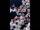 小さな夜の音楽会