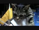 【生後220日】きょうの仔猫【蒼民家の猫々】