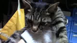 【生後220日】きょうの仔猫【蒼民家の猫々】