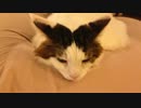 猫写真スライドショー