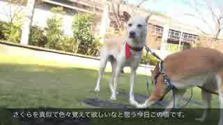 散歩にでかける、さくらとひまわり【わんわん動画】